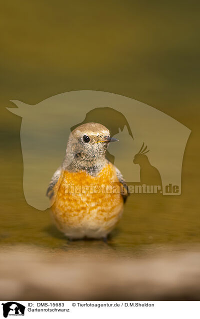 Gartenrotschwanz / Eurasian redstart / DMS-15683