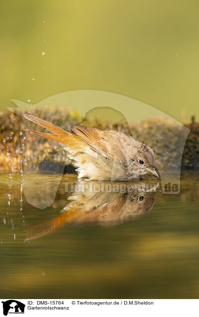 Gartenrotschwanz / Eurasian redstart / DMS-15764