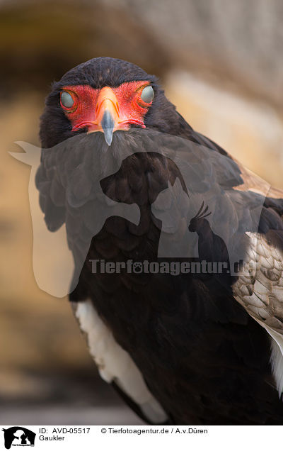 Gaukler / bateleur / AVD-05517