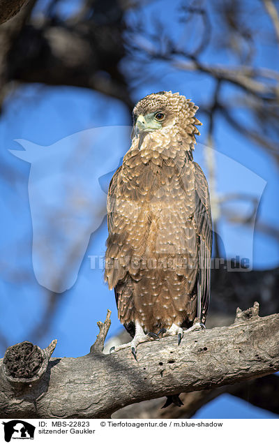 sitzender Gaukler / sitting Bateleur Eagle / MBS-22823