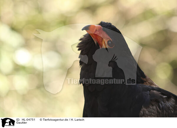 Gaukler / bateleur / HL-04751