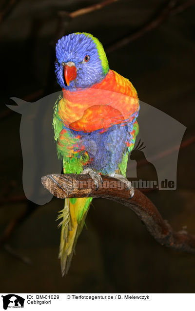 Gebirgslori / parrot / BM-01029