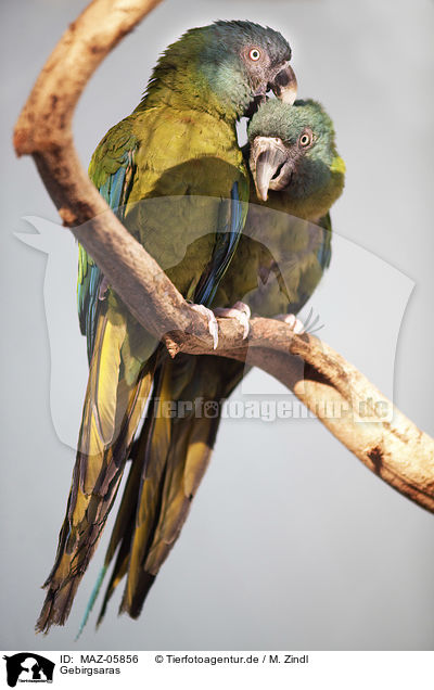 Gebirgsaras / Coulon's macaws / MAZ-05856