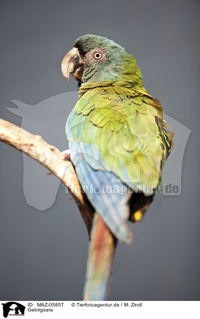 Gebirgsara / Coulon's macaw / MAZ-05857