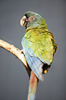 Gebirgsara