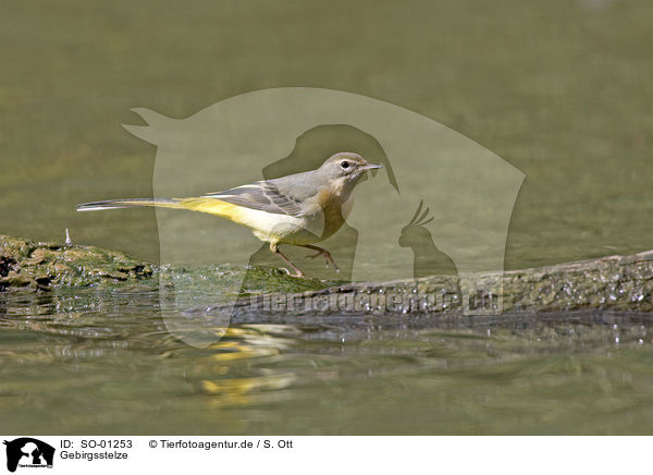 Gebirgsstelze / gray wagtail / SO-01253