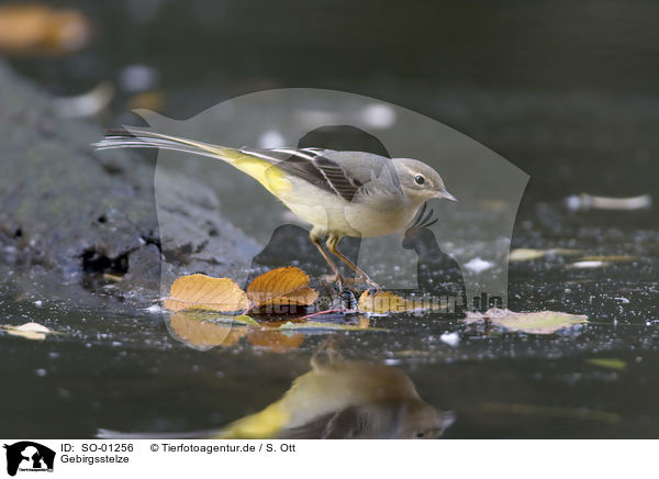 Gebirgsstelze / gray wagtail / SO-01256