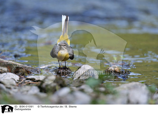 Gebirgsstelze / grey wagtail / BSK-01091