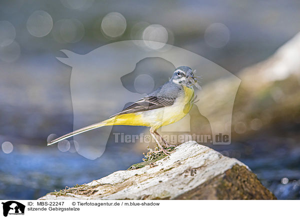 sitzende Gebirgsstelze / sitting Grey Wagtail / MBS-22247