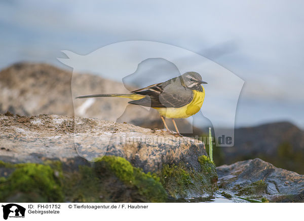 Gebirgsstelze / grey wagtail / FH-01752