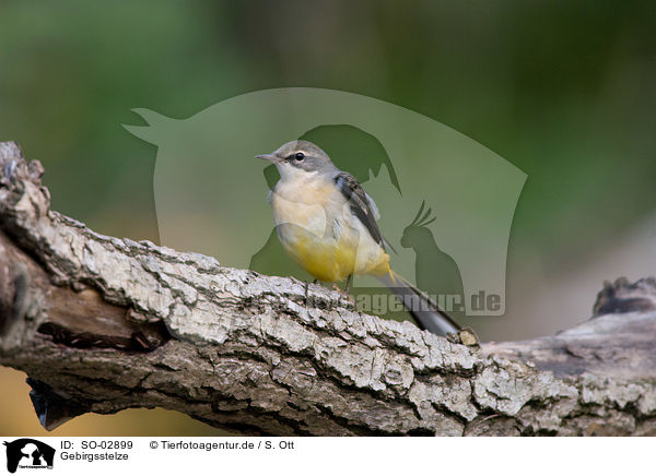 Gebirgsstelze / grey wagtail / SO-02899