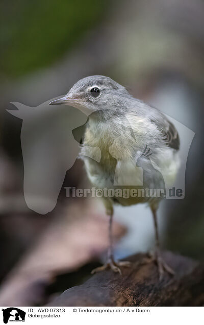 Gebirgsstelze / grey wagtail / AVD-07313