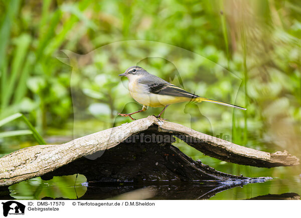 Gebirgsstelze / European grey wagtail / DMS-17570