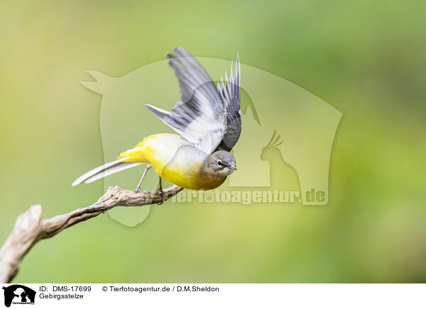 Gebirgsstelze / European grey wagtail / DMS-17699