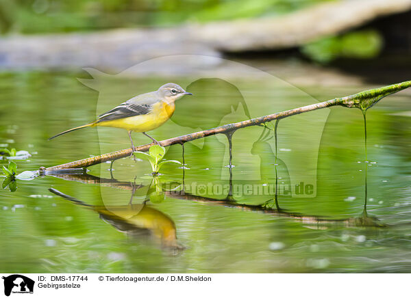 Gebirgsstelze / European grey wagtail / DMS-17744