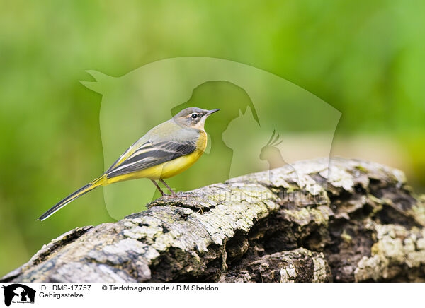 Gebirgsstelze / European grey wagtail / DMS-17757