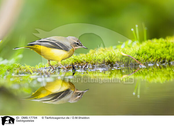 Gebirgsstelze / European grey wagtail / DMS-17794