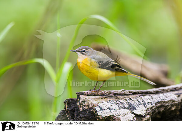 Gebirgsstelze / European grey wagtail / DMS-17870