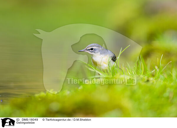 Gebirgsstelze / European grey wagtail / DMS-18049