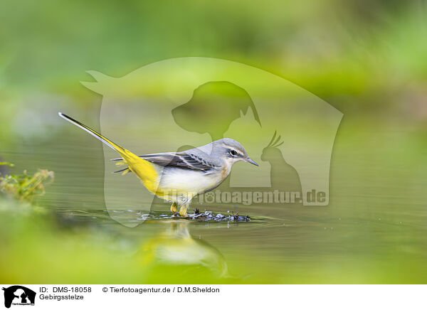 Gebirgsstelze / European grey wagtail / DMS-18058