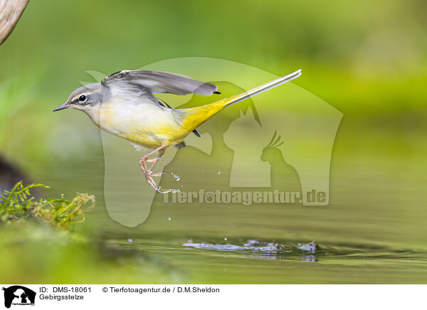 Gebirgsstelze / European grey wagtail / DMS-18061