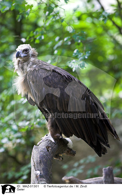 Geier / vulture / MAZ-01301