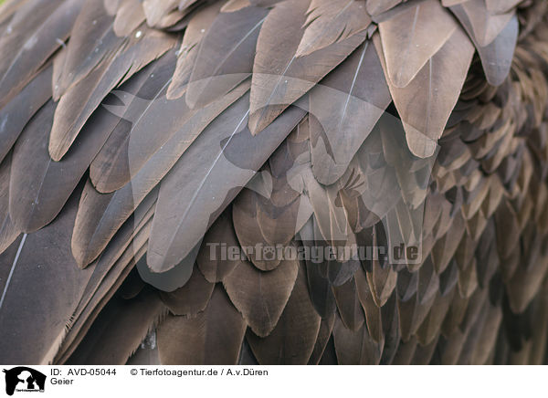 Geier / vulture / AVD-05044