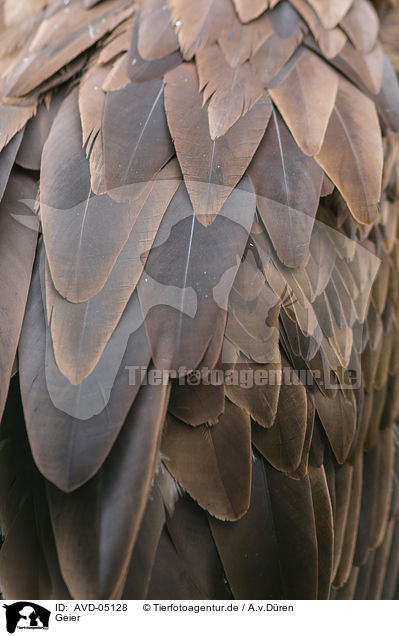 Geier / vulture / AVD-05128