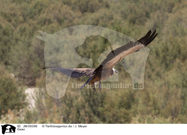 Geier / vulture / JM-09398