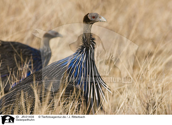 Geierperlhuhn / vulturine guineafowl / JR-01408