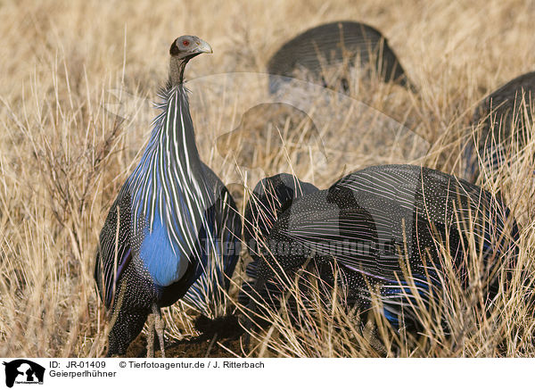 Geierperlhhner / vulturine guineafowls / JR-01409