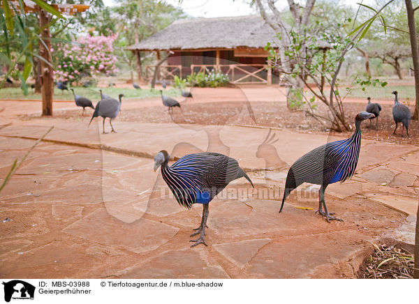 Geierperlhhner / vulturine guineafowls / MBS-03988