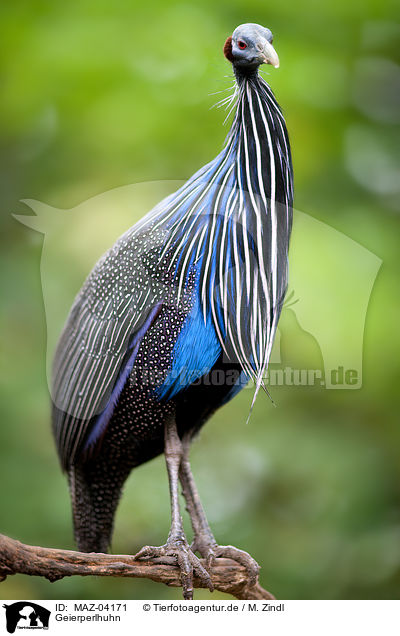 Geierperlhuhn / vulturine guineafowl / MAZ-04171