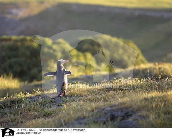 Gelbaugen-Pinguin / PW-01329