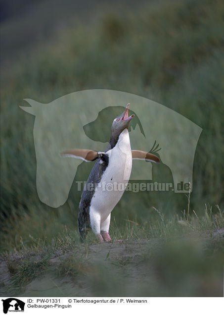 Gelbaugen-Pinguin / Yellow-Eyed Penguin / PW-01331