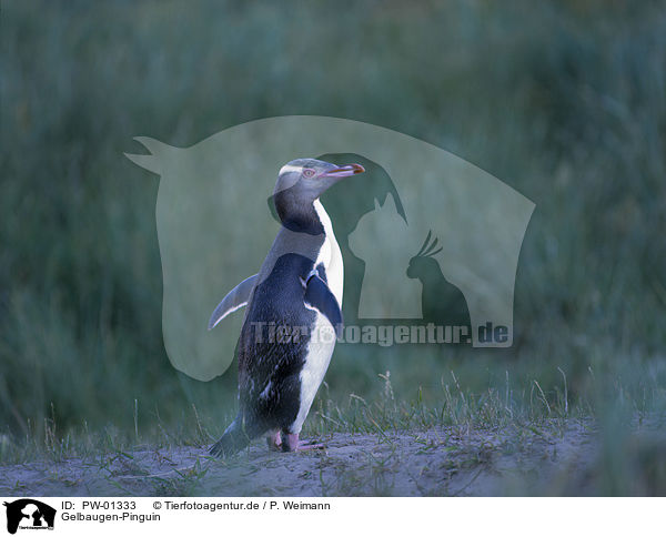 Gelbaugen-Pinguin / Yellow-Eyed Penguin / PW-01333