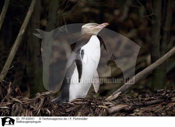 Gelbaugenpinguin / FF-03041