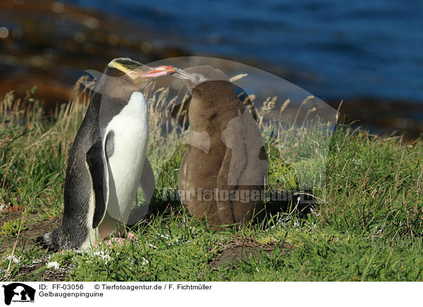 Gelbaugenpinguine / yellow-eyed penguins / FF-03056