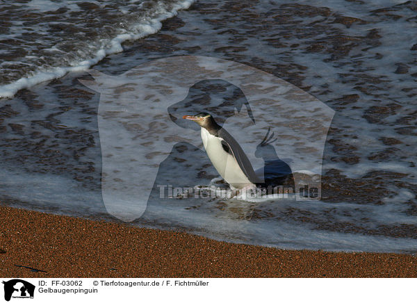 Gelbaugenpinguin / yellow-eyed penguin / FF-03062