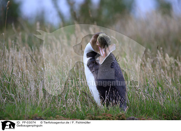 Gelbaugenpinguin / yellow-eyed penguin / FF-03074