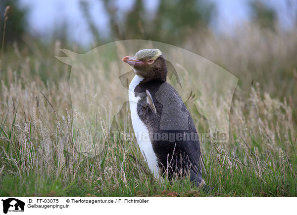Gelbaugenpinguin / yellow-eyed penguin / FF-03075