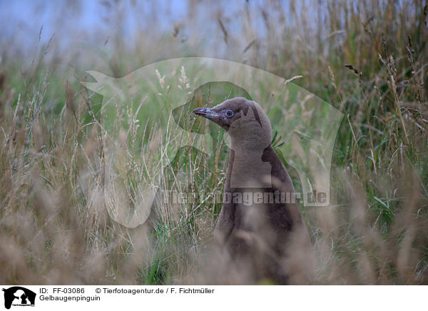 Gelbaugenpinguin / FF-03086