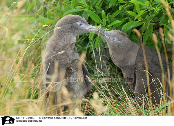 Gelbaugenpinguine / yellow-eyed penguins / FF-03089