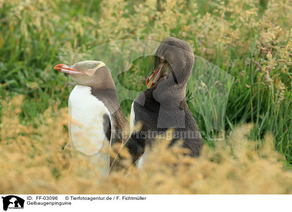 Gelbaugenpinguine / yellow-eyed penguins / FF-03096