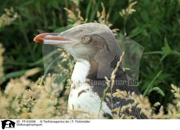 Gelbaugenpinguin / yellow-eyed penguin / FF-03098