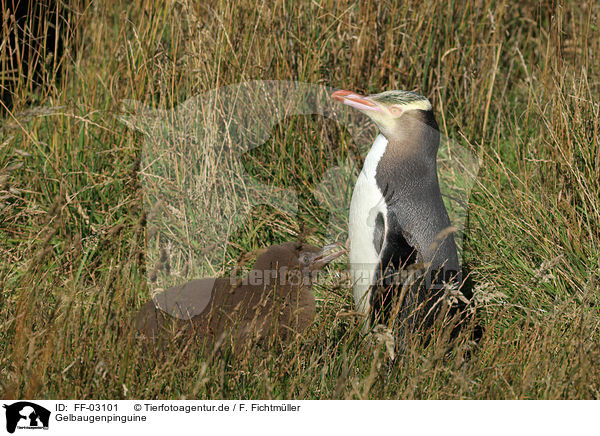 Gelbaugenpinguine / FF-03101