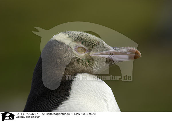 Gelbaugenpinguin / FLPA-03237