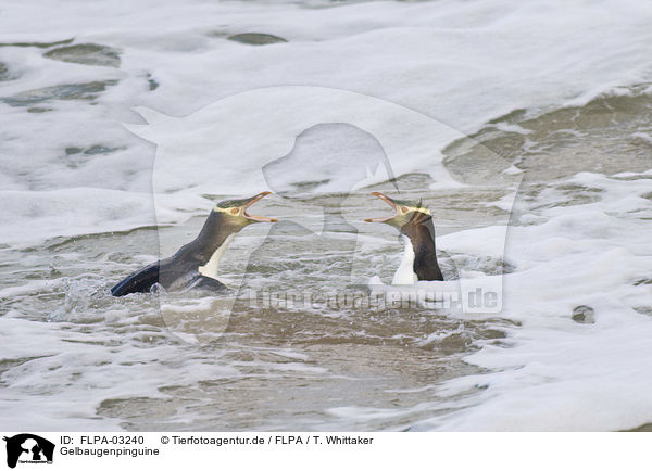 Gelbaugenpinguine / Yellow-eyed Penguins / FLPA-03240