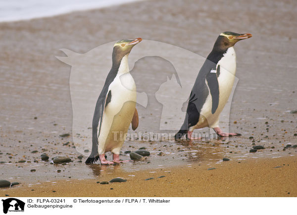 Gelbaugenpinguine / Yellow-eyed Penguins / FLPA-03241