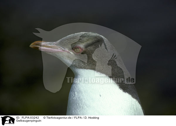 Gelbaugenpinguin / FLPA-03242